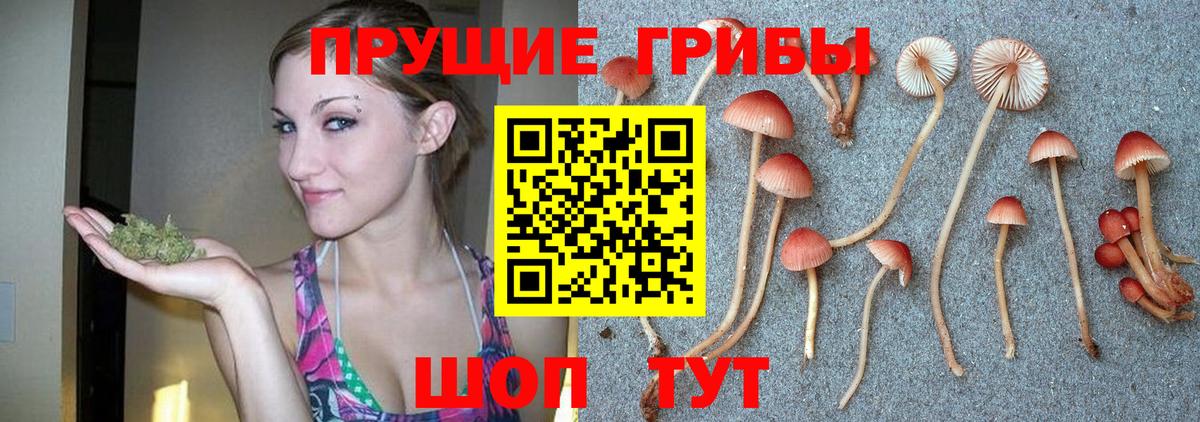 Пугачёв  Псилоцибиновые грибы MAGIC MUSHROOMS  Вход с VPN 